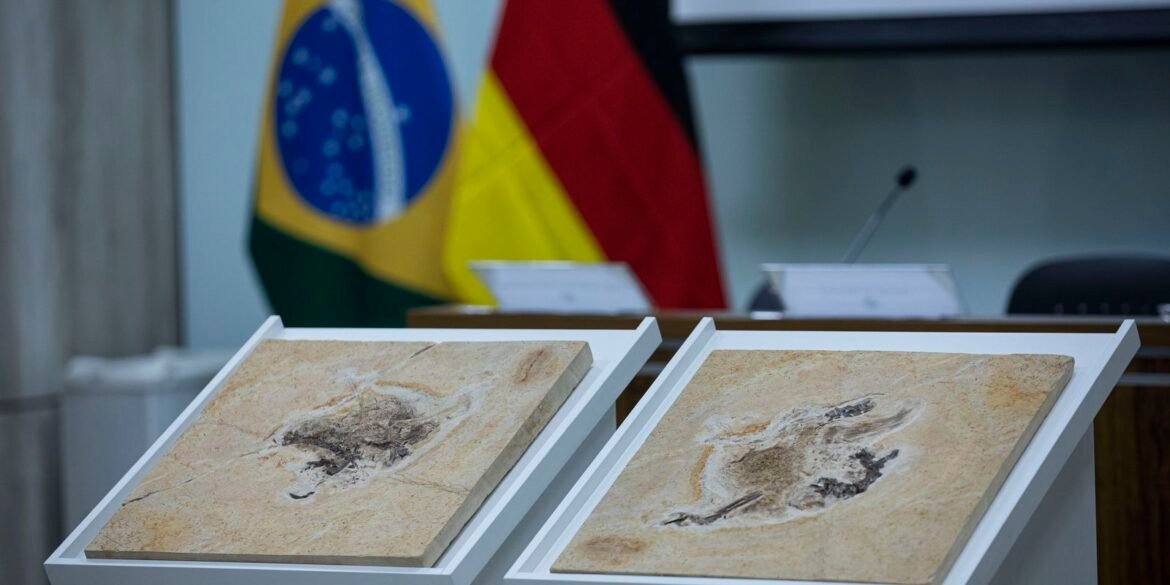 brasil-quer-recuperar-dinossauros-e-patrimonios-que-estao-em-14-paises